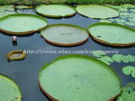 50 SEEDS VICTORIA ICA POND PLANTS +Free Document  